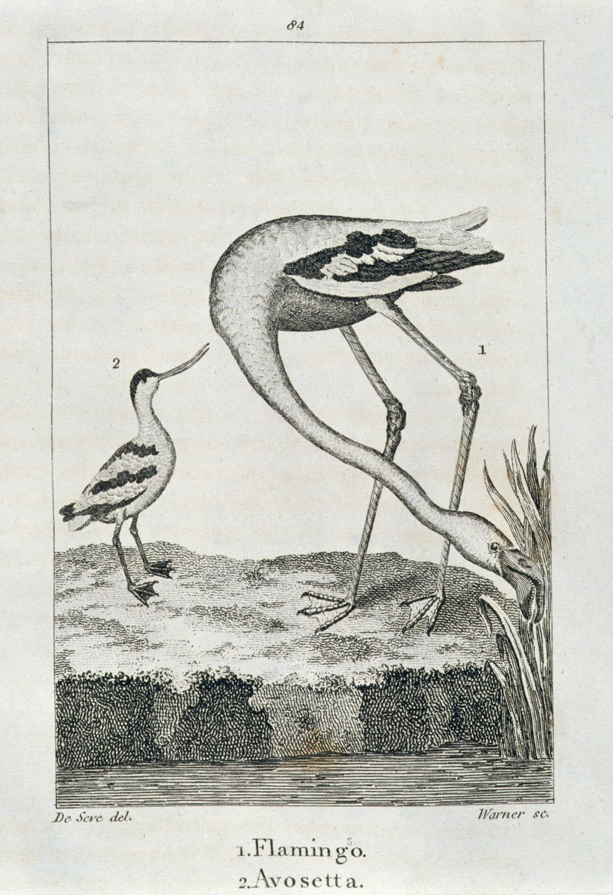 Flamingo en Avosetta, uit A History of the Earth and Animated Nature, Londen 1816 door Spanish School