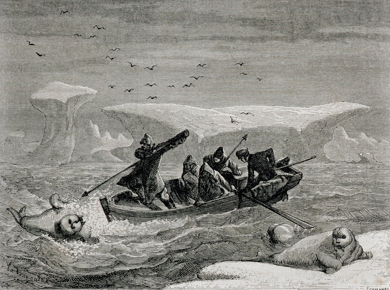 Walrusjacht met harpoenen op de Spitsbergen-eilanden, Svalbard-archipel, illustratie uit 