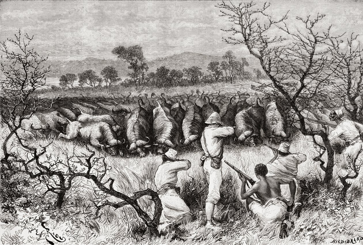 Buffeljacht in Centraal-Afrika in de late 19e eeuw, uit 