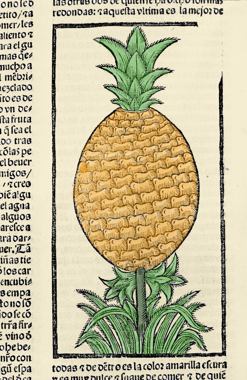 Weergave van een ananas. Gravure uit het boek 