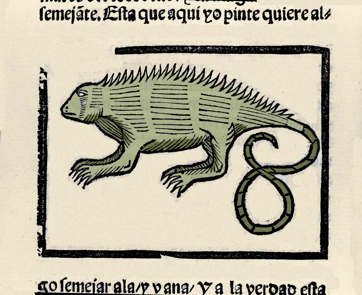 Afbeelding van een leguaan. Gravure uit het boek 
