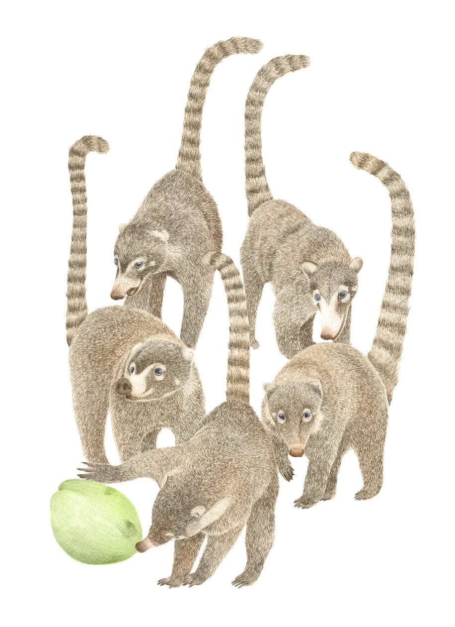Costa Rica Coati