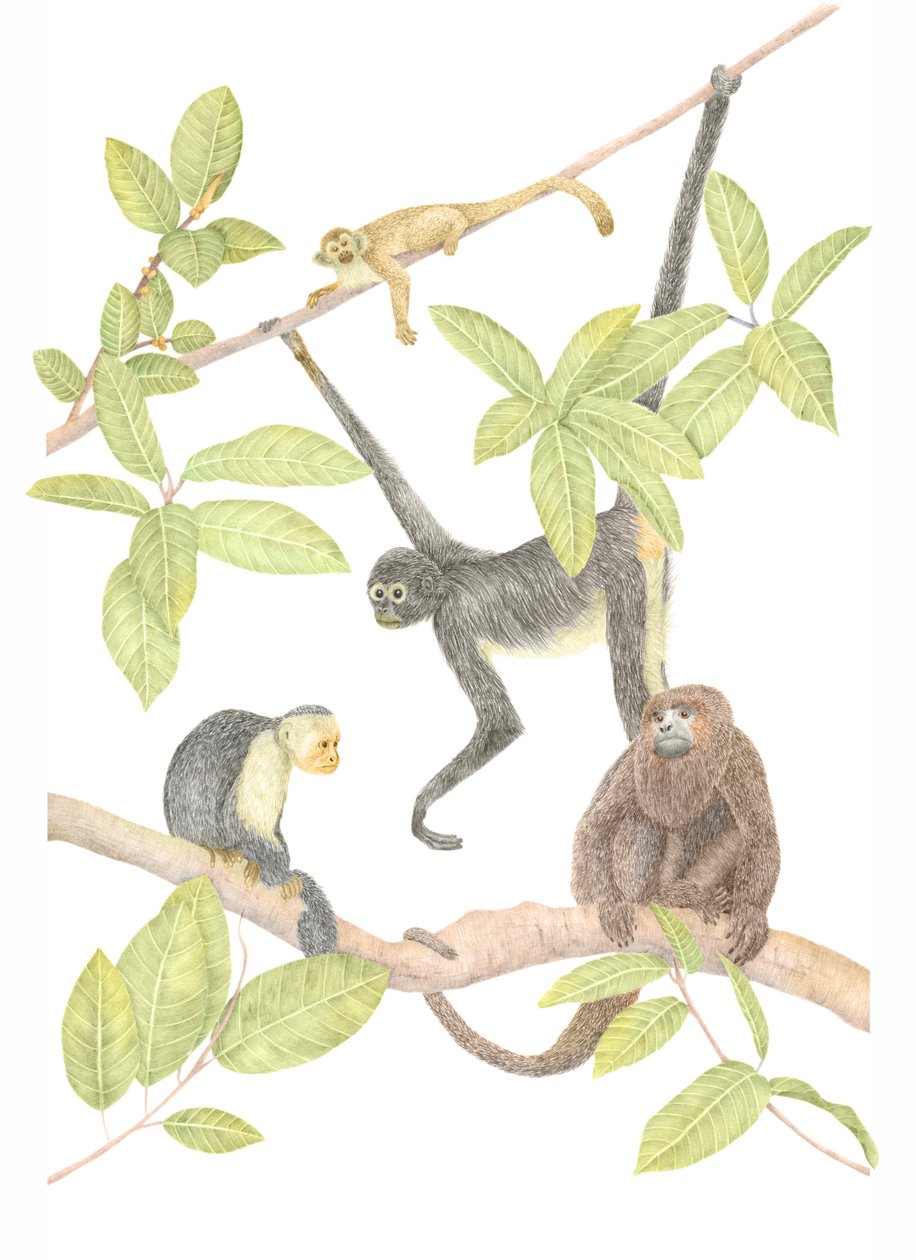 Costa Rica aap, 2019 door Stacy Hsu
