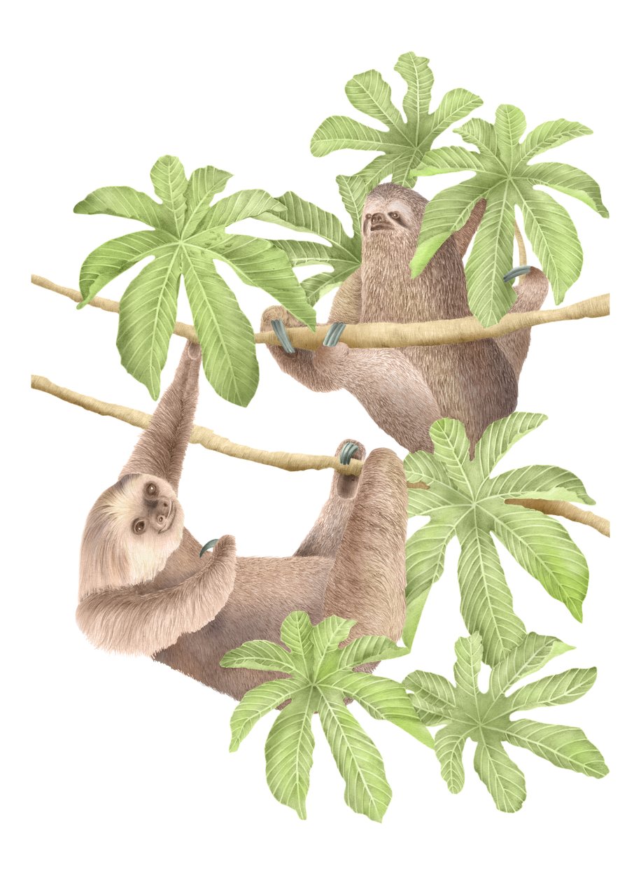 Costa Rica luiaards, 2019 door Stacy Hsu