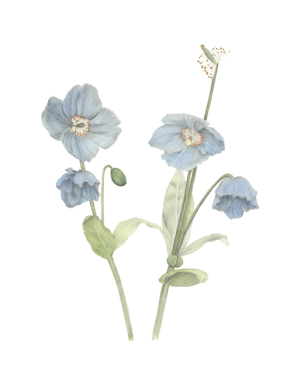 Himalaya Blauwe Papaver door Stacy Hsu