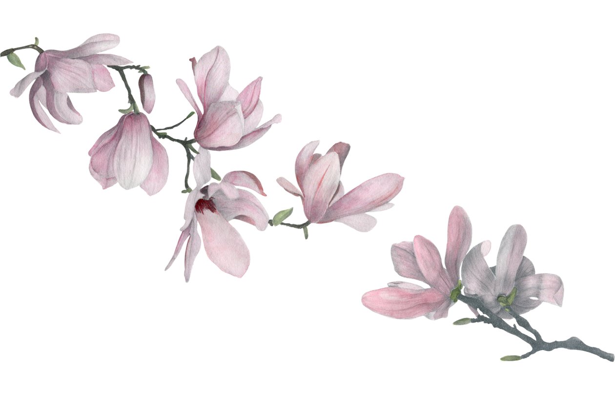 Magnolia door Stacy Hsu
