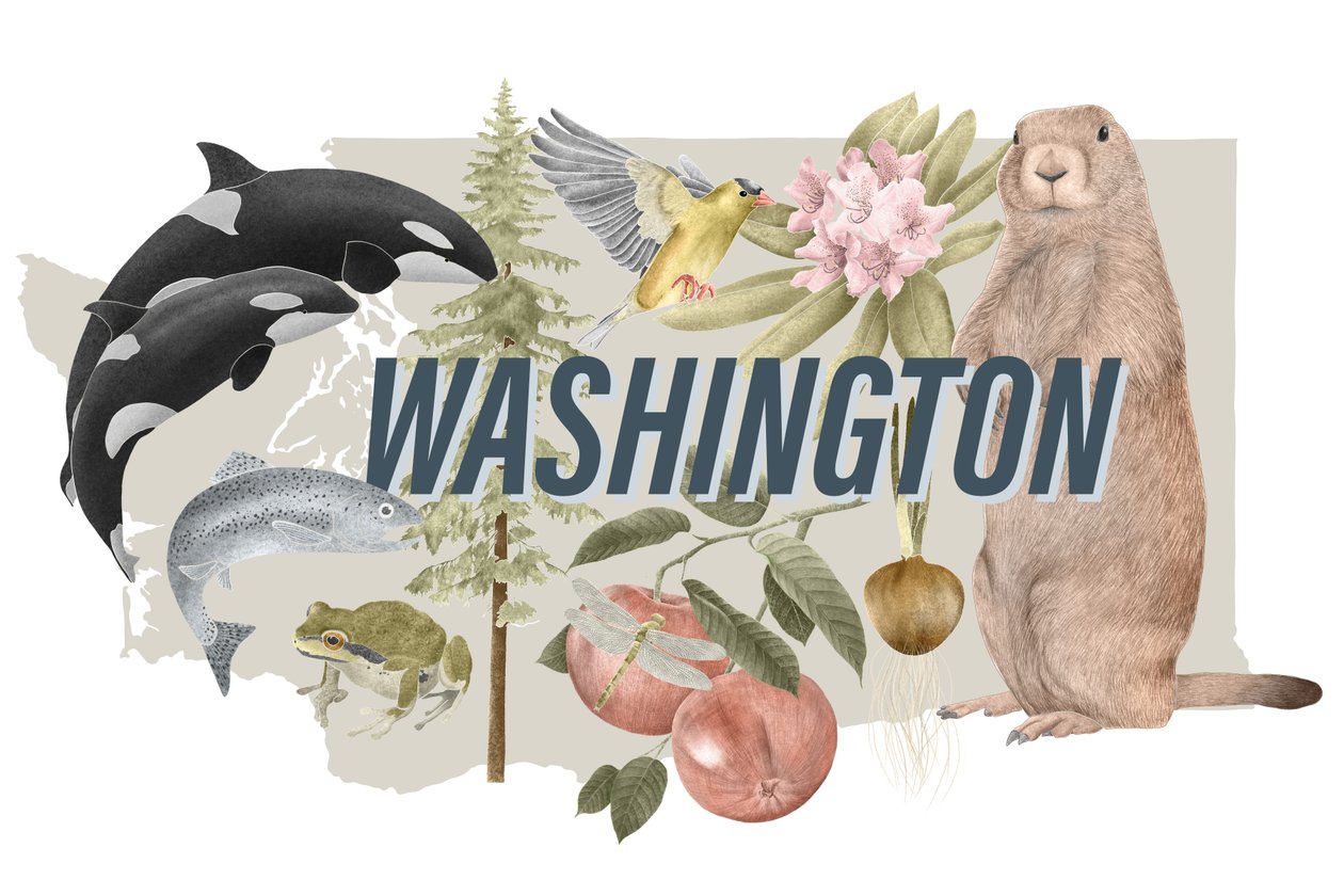 Symbolen van de staat Washington door Stacy Hsu