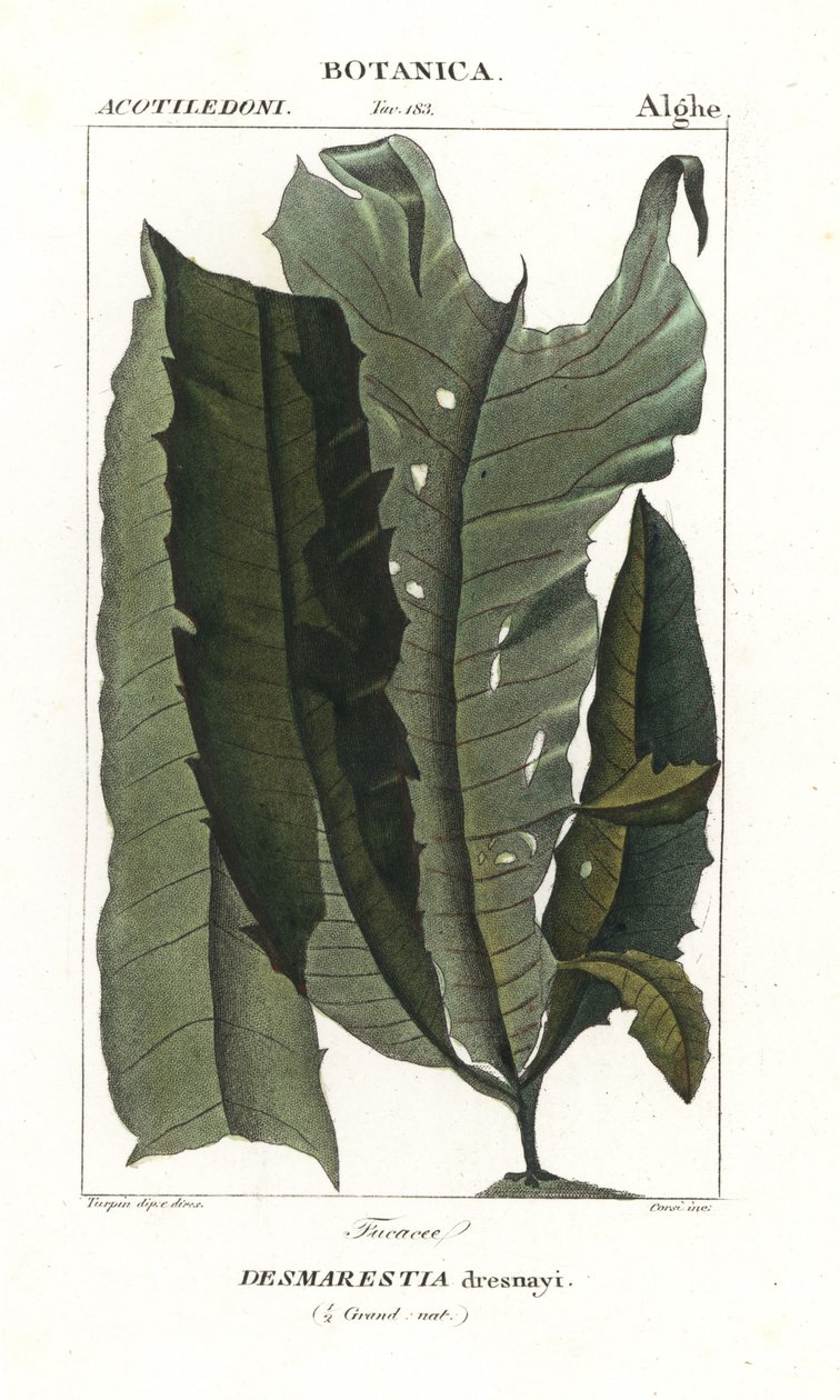 Zuurwier of zeemeerminhaar, Desmarestia dresnayi door Stanghi Stanghi