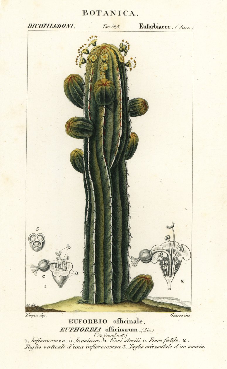 Euphorbia officinarum door Stanghi Stanghi