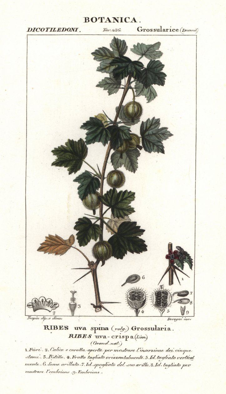 Kruisbes, Ribes uva-crispa door Stanghi Stanghi
