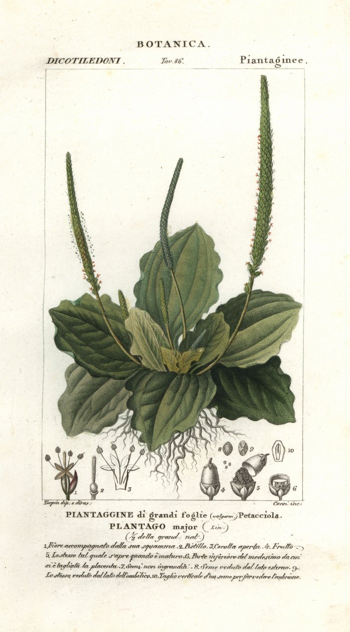 Grote weegbree, Plantago major door Stanghi Stanghi