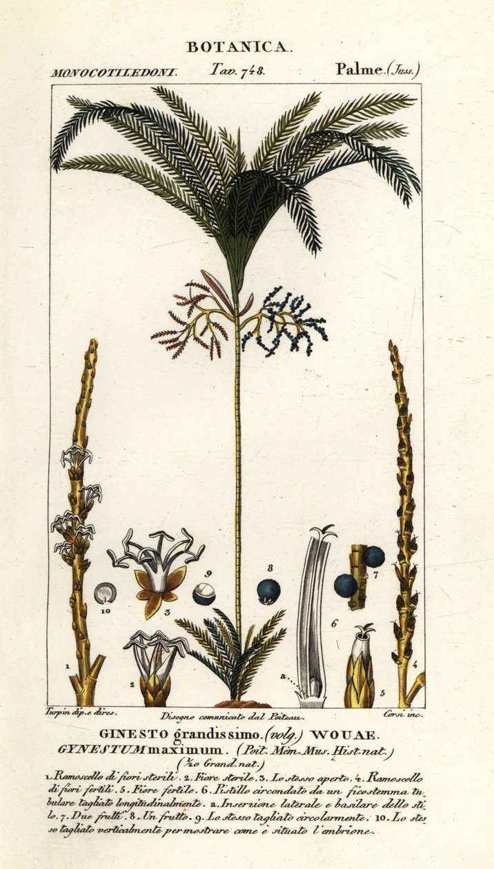 Palmboom, Geonoma maxima door Stanghi Stanghi