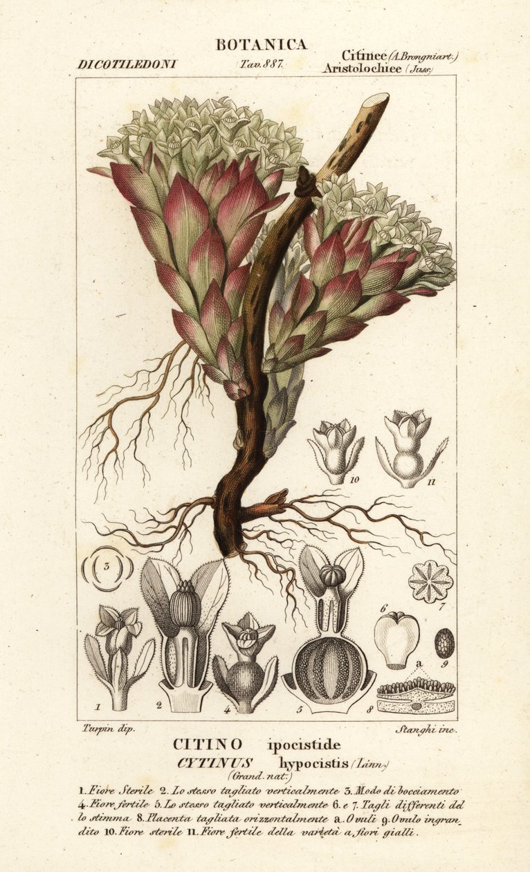 Parasitische plant, Cytinus hypocistis door Stanghi Stanghi