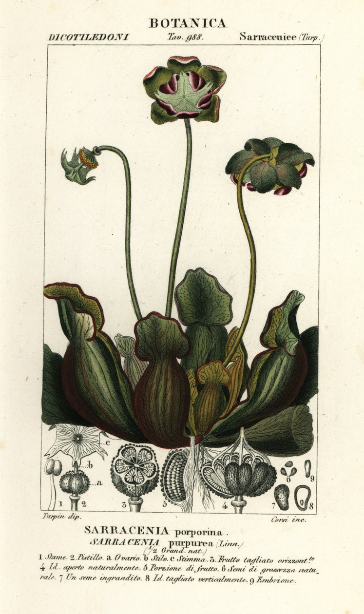 Paarse bekerplant, Sarracenia purpurea door Stanghi Stanghi