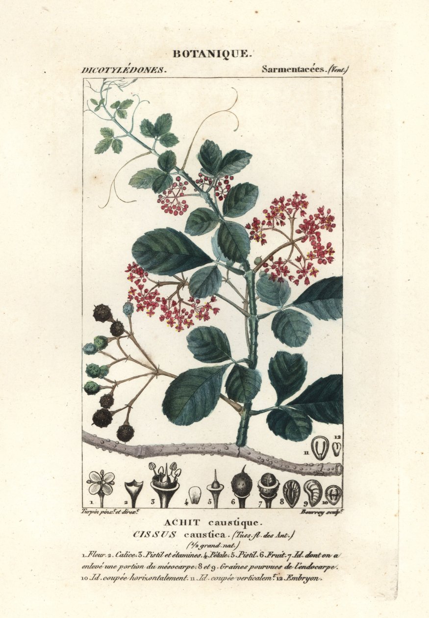 Lepelbladige boomrank, Cissus obovata door Stanghi Stanghi
