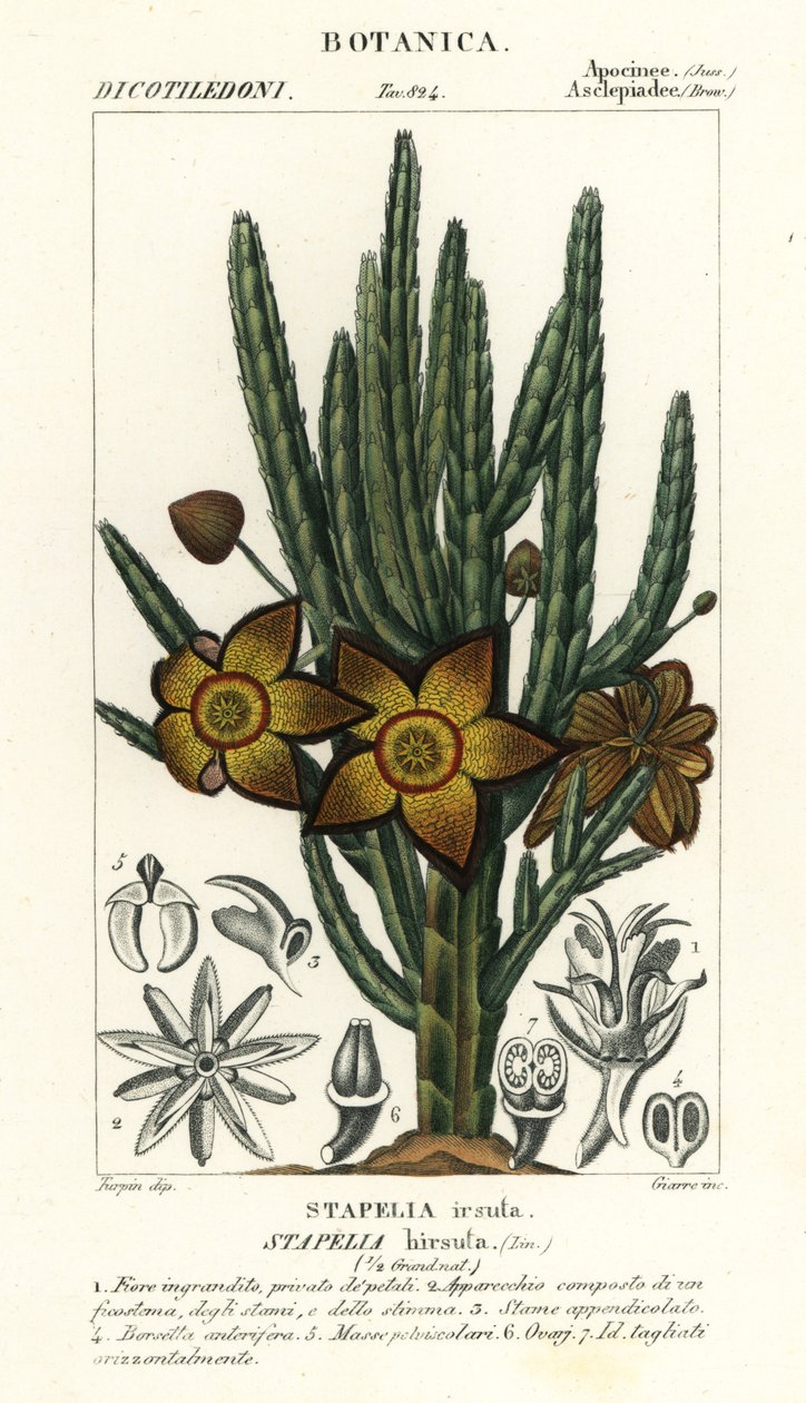 Sterbloem of aasplant, Stapelia hirsuta door Stanghi Stanghi