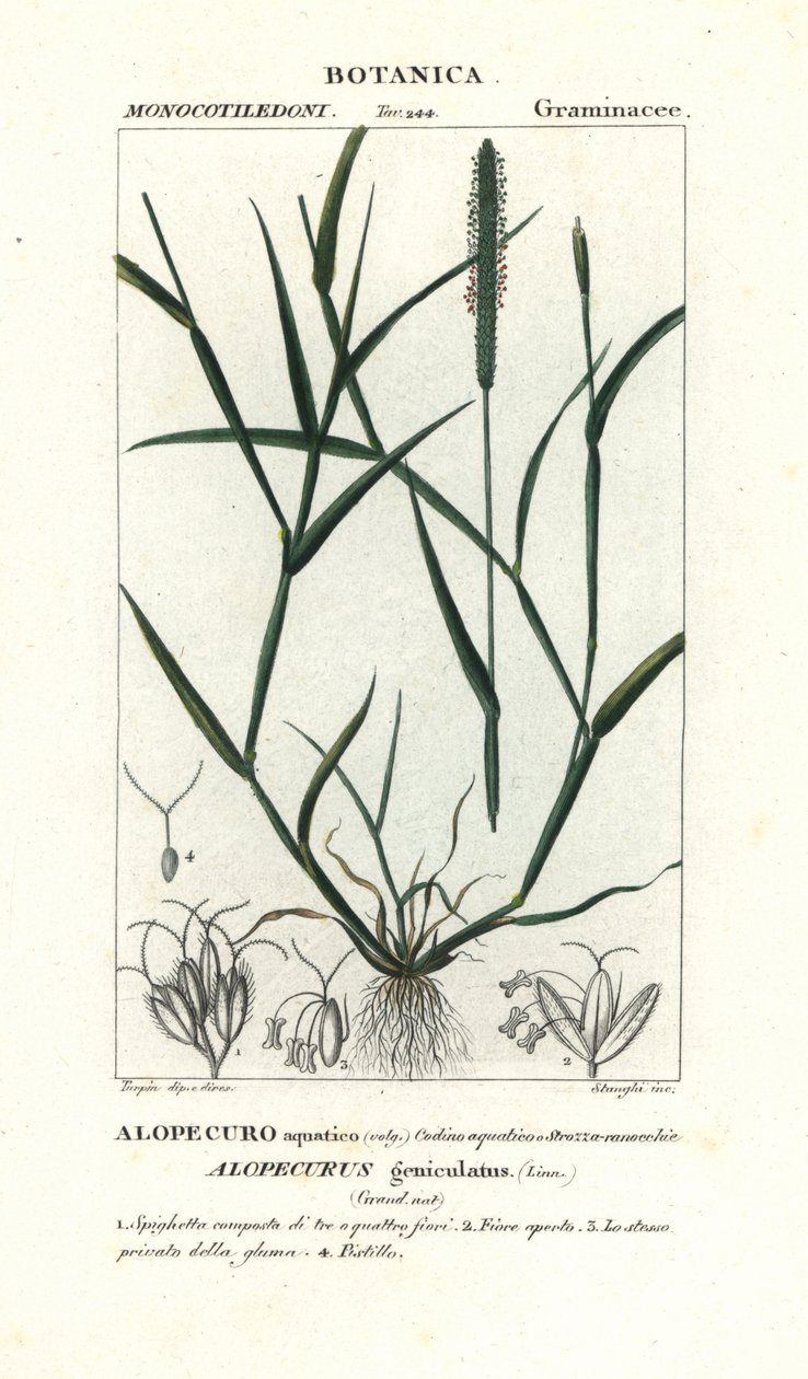 Water vossenstaart, Alopecurus geniculatus door Stanghi Stanghi