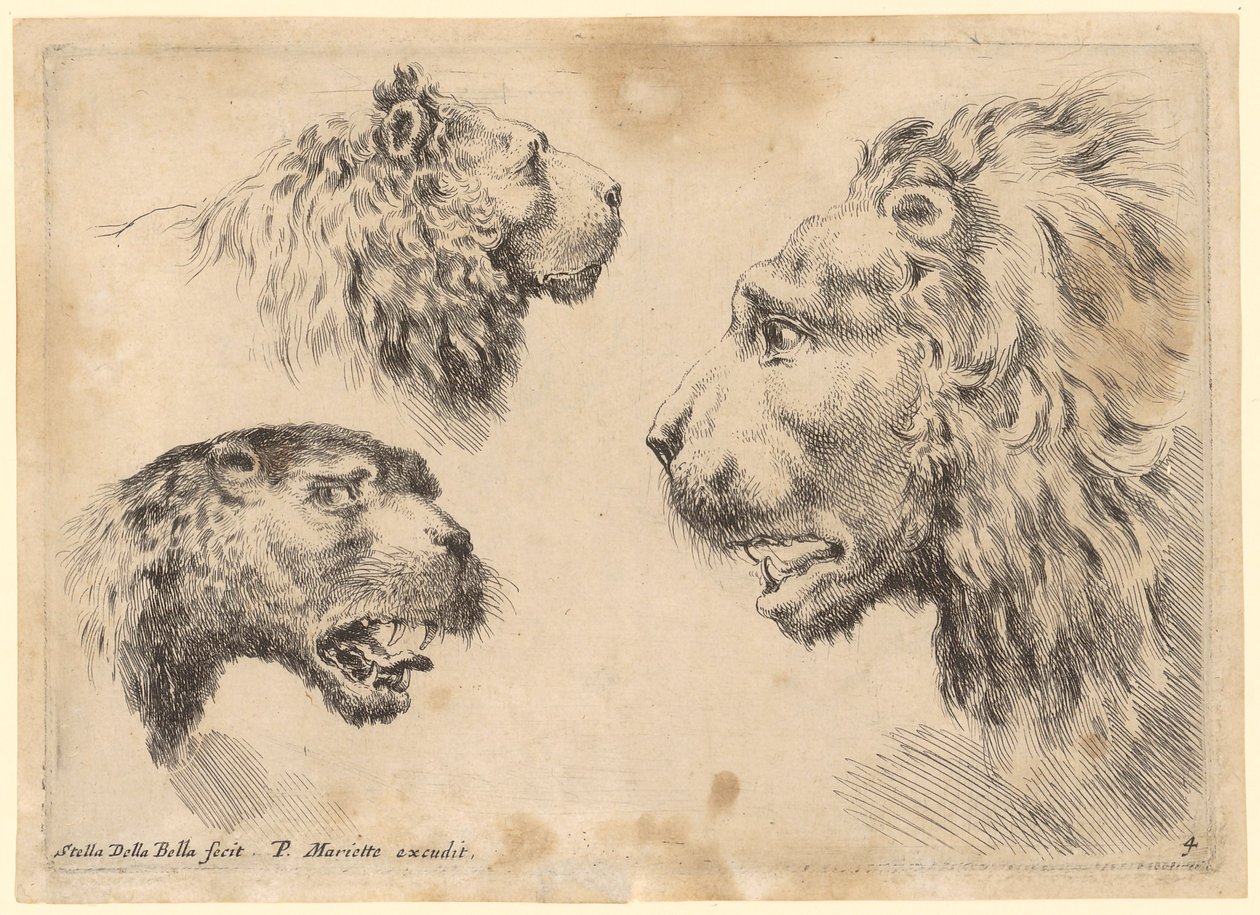 Drie leeuwenkoppen door Stefano della Bella