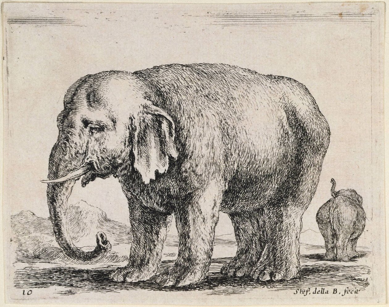 Olifant door Stefano della Bella