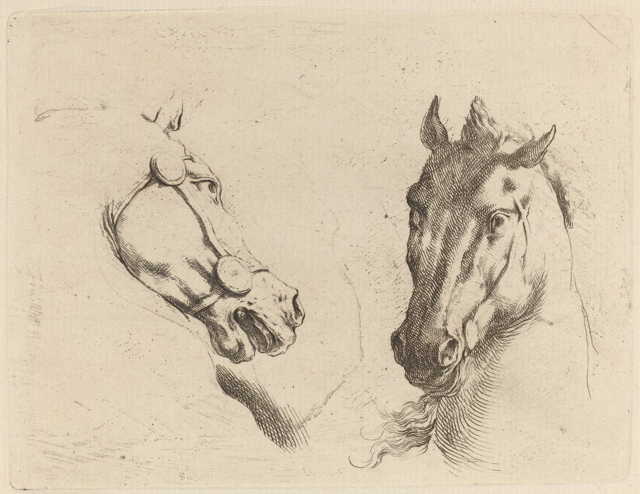 Hoofd van een paard in profiel en in driekwart door Stefano della Bella