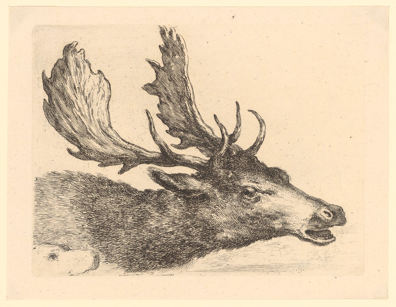 Kop van een damhert, plaat 2 uit de serie „Diverse dierenkoppen“ door Stefano della Bella