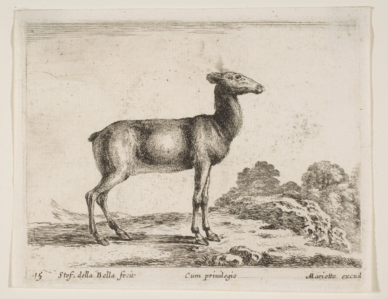 Hert, uit Diverse Dieren door Stefano della Bella
