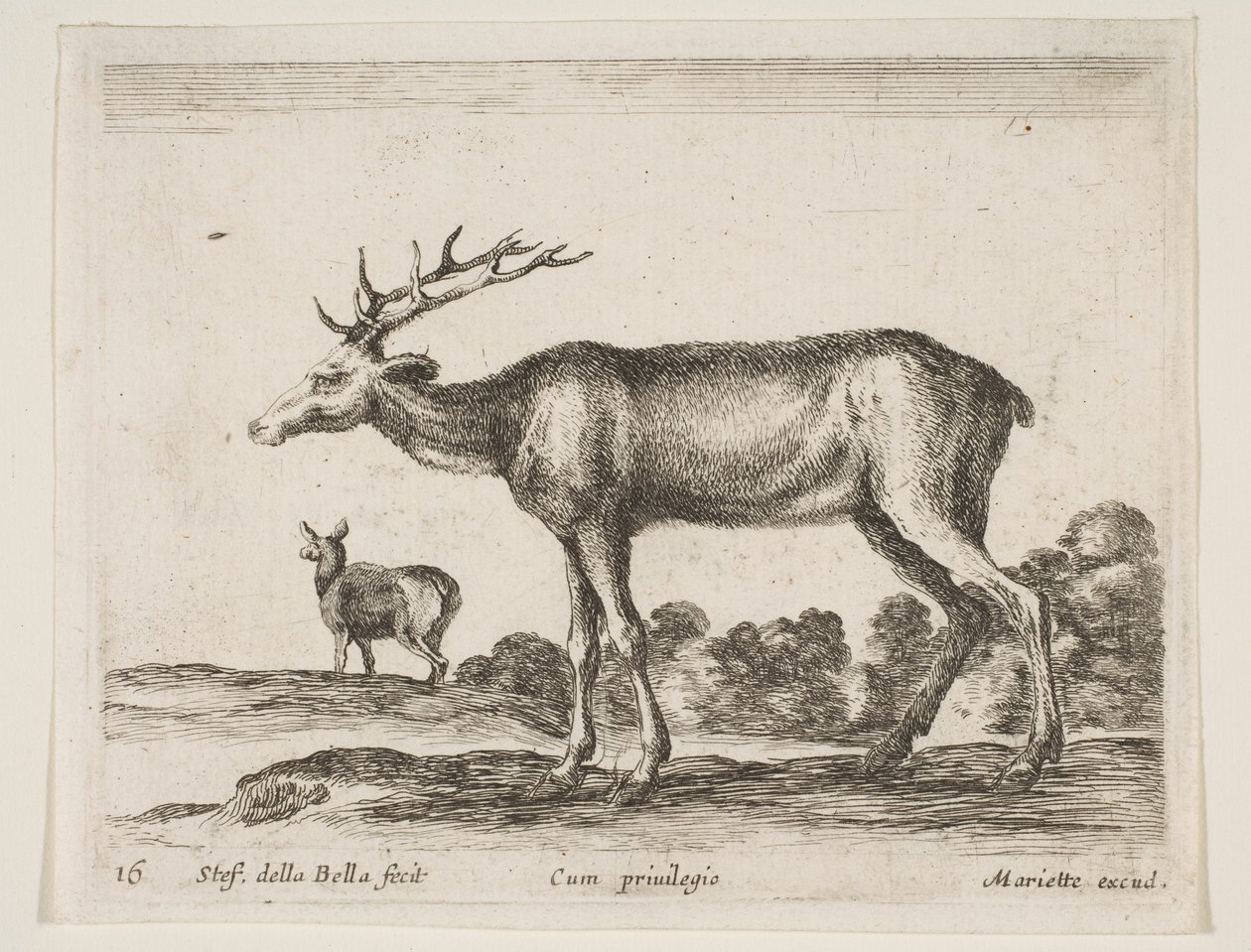 Hert, uit Diverse dieren Diversi animali door Stefano della Bella