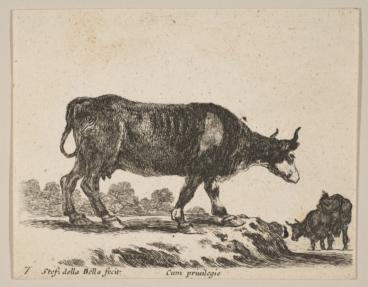 Plaat 7: koe, uit Diverse dieren, ca. 1641 door Stefano della Bella
