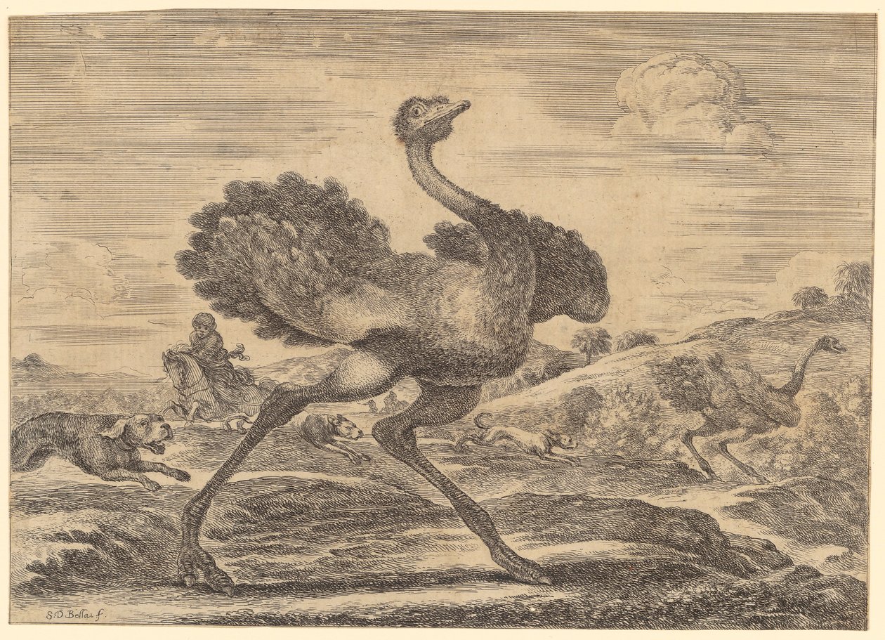 Struisvogeljacht door Stefano della Bella