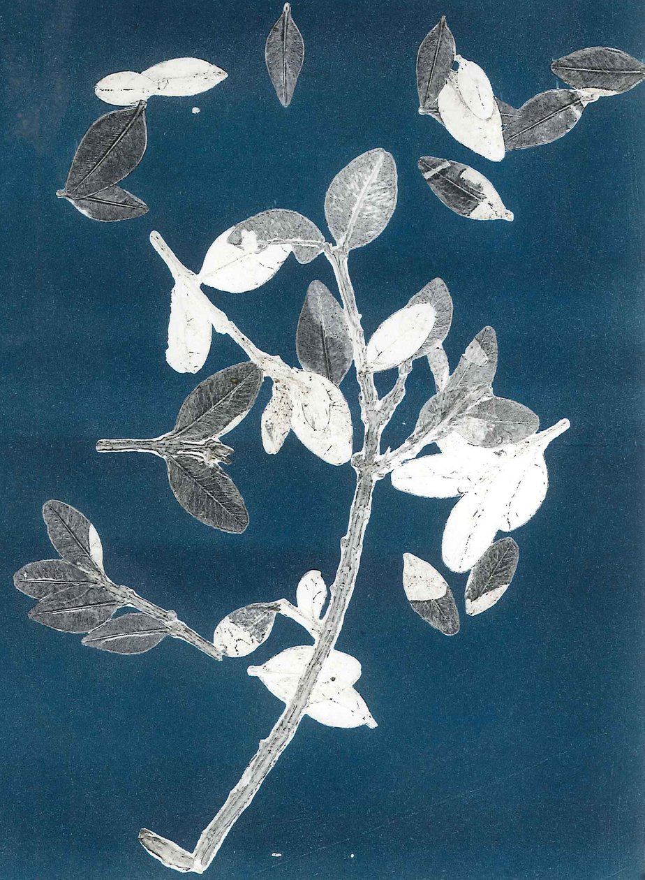 Midnight Garden II, 2015 (monoprint op papier) door Stephen Dow