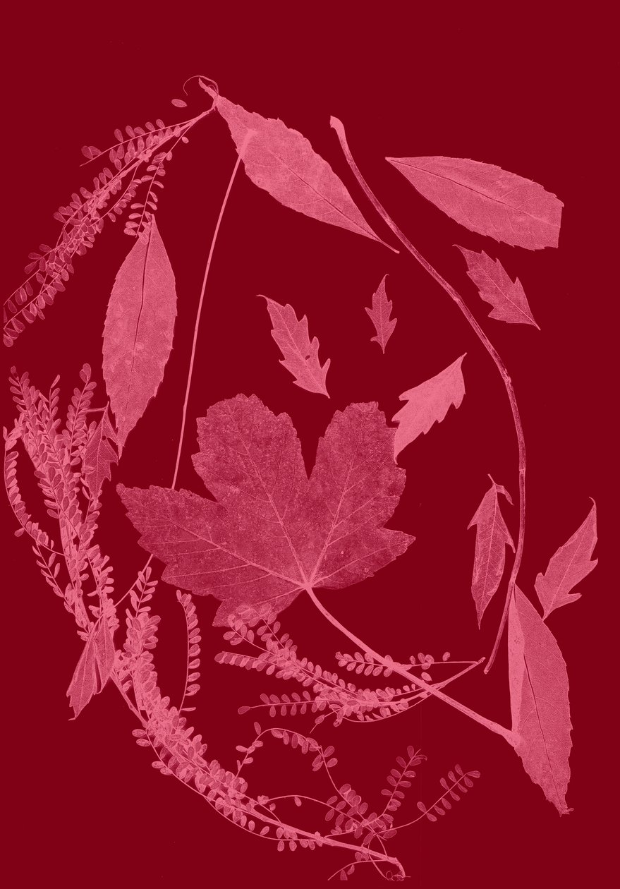 Rood loof, 2017 (digitaal) door Stephen Dow