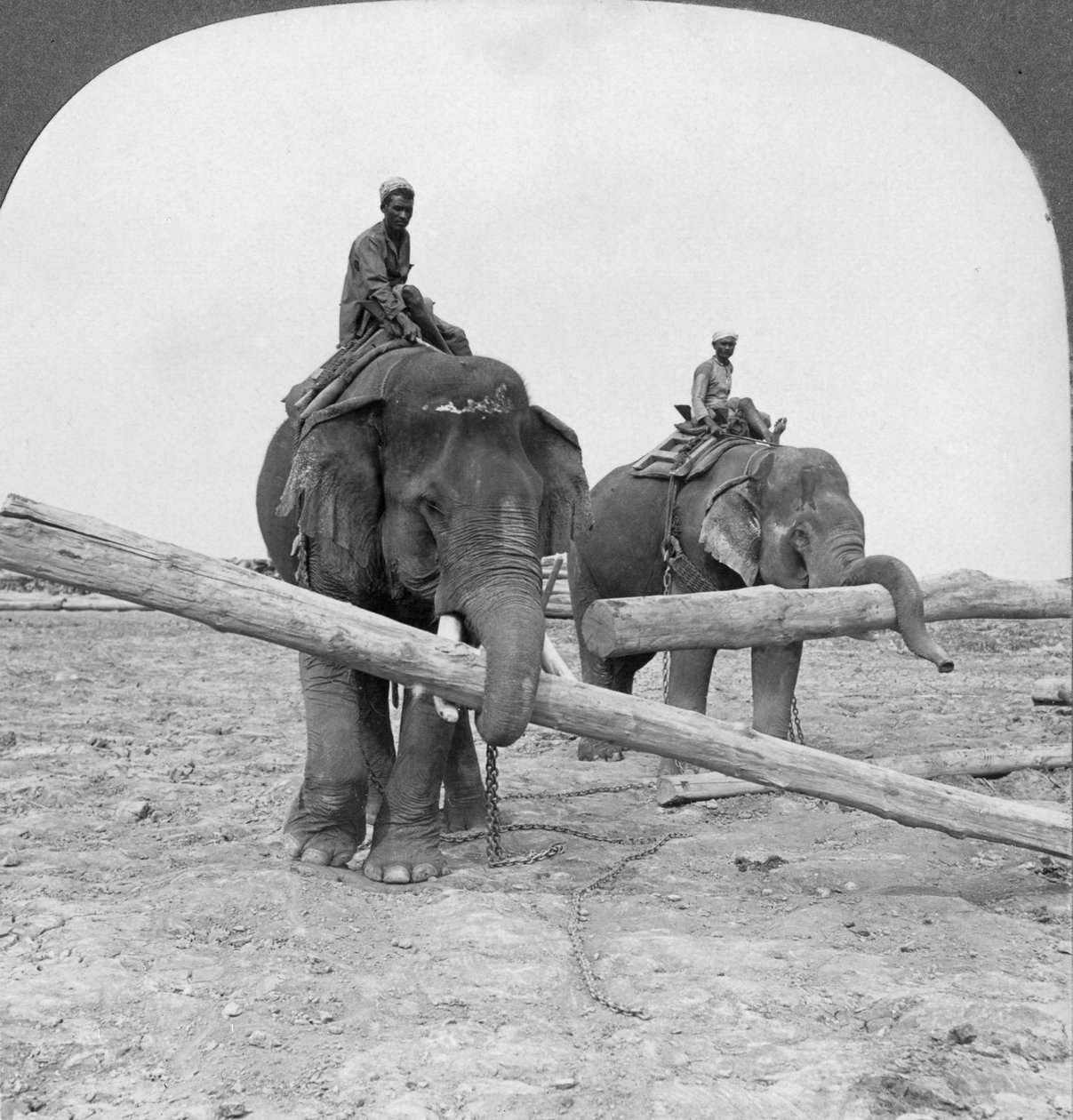 Olifanten aan het werk in een houtwerf, Rangoon, Birma, 1908 door Stereo Travel Co
