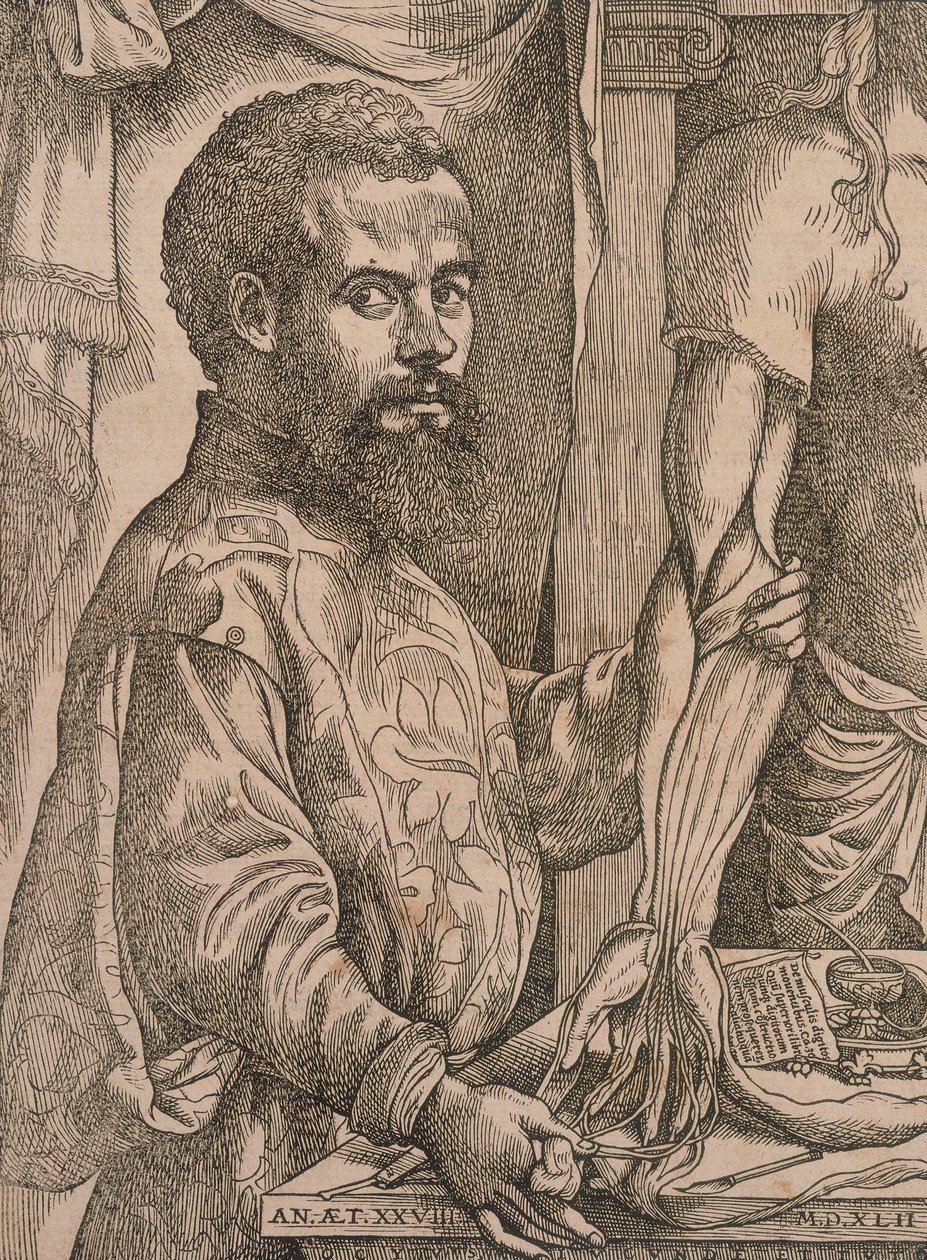 Andreas Vesalius die de spieren van de onderarm van een kadaver ontleedt door Steven van Calcar