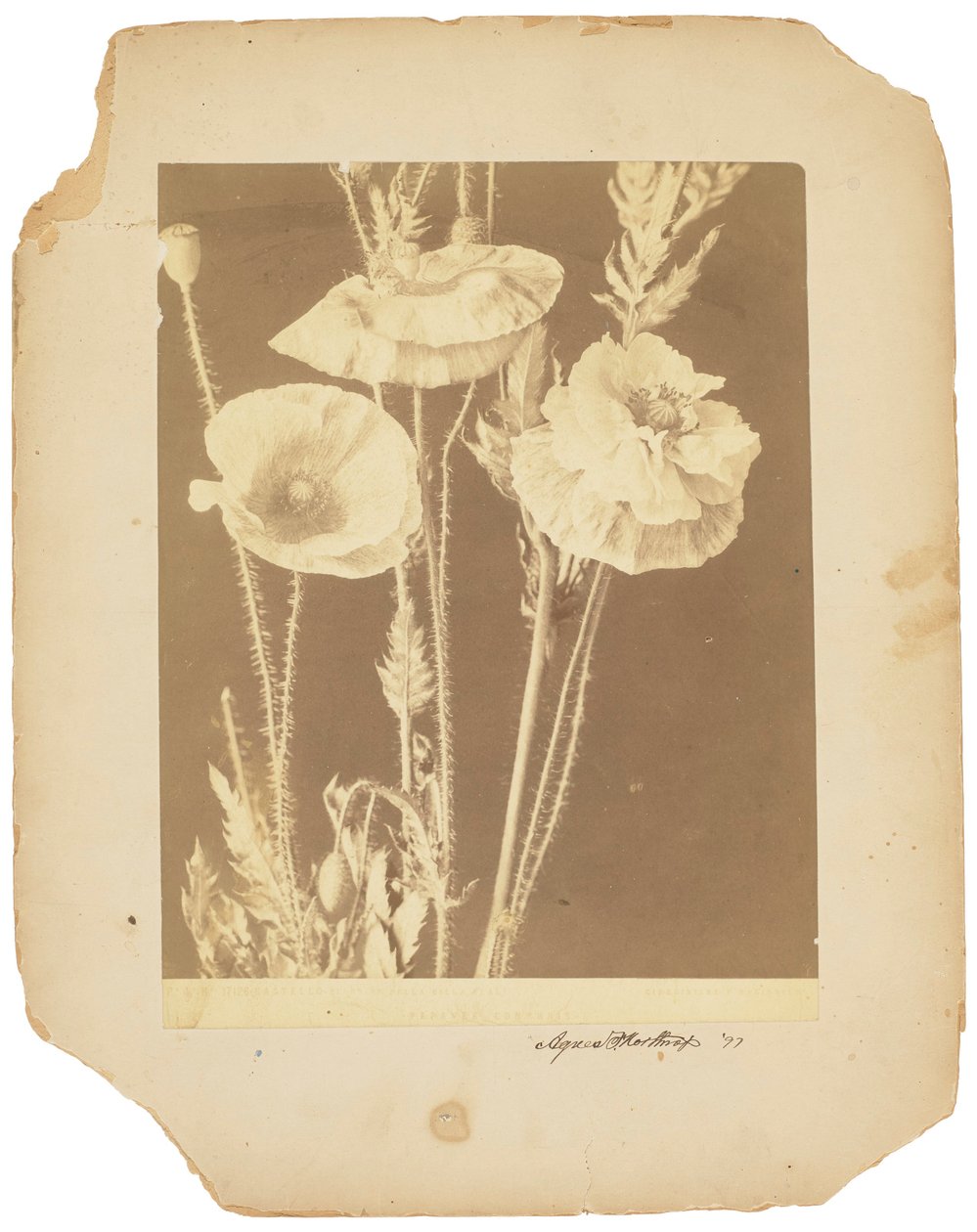 Klaprozen, ca. 1898-1920 door Studios Tiffany