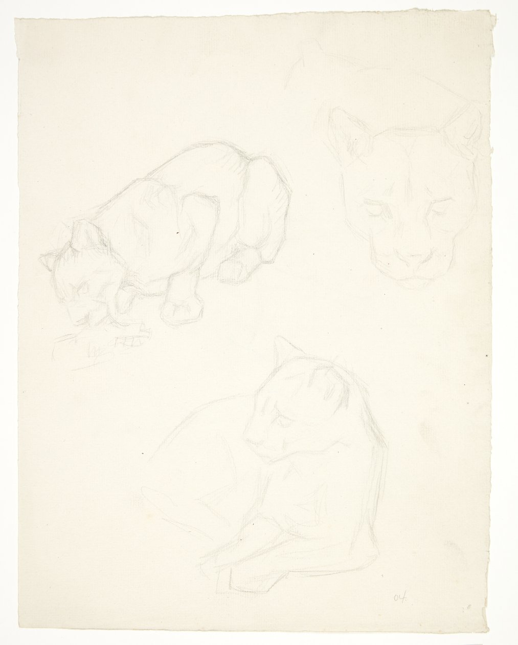 Drie studies van een leeuwenwelp door Svend Rathsack