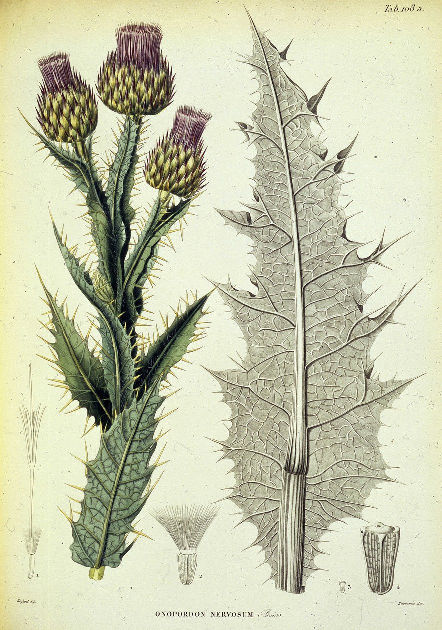 Specimen van Onopordon. Botanische plaat uit 