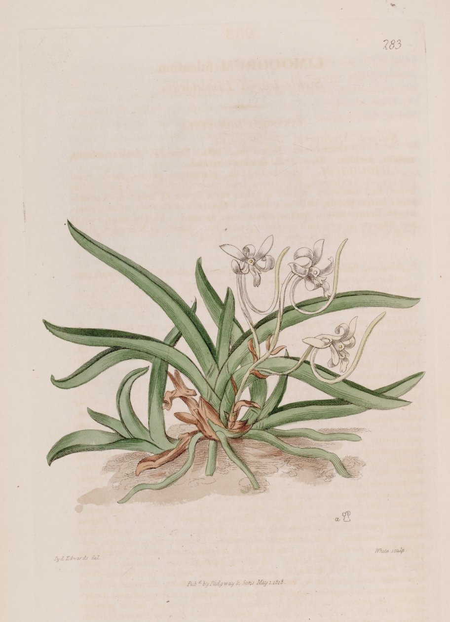 Illustratie van Neofinetia falcata (als syn. Limodorum falcatum) door Sydenham Teast Edwards