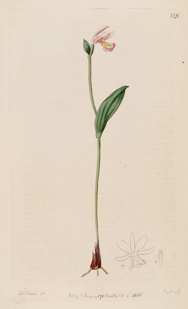 Illustratie van Pogonia ophioglossoides door Sydenham Teast Edwards