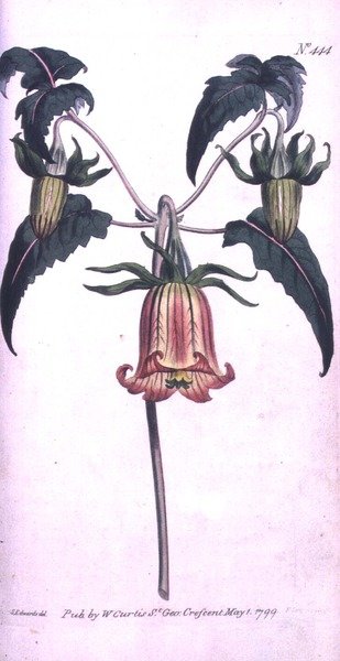 Canarische Eiland Klokbloem (Canarina campanula), plaat 444 uit William Curtis