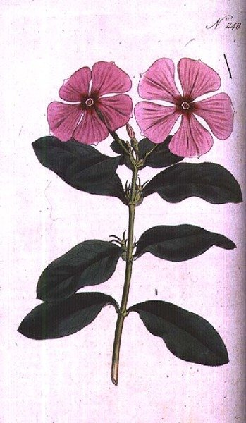 Maagdenpalm (Vinca rosea madagascar), plaat 248 uit William Curtis
