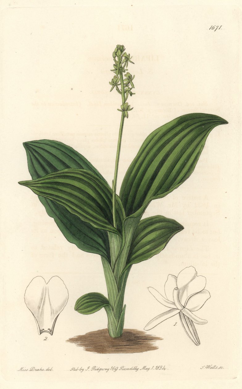 Afrikaanse Liparis orchidee door Sydenham Teast Edwards