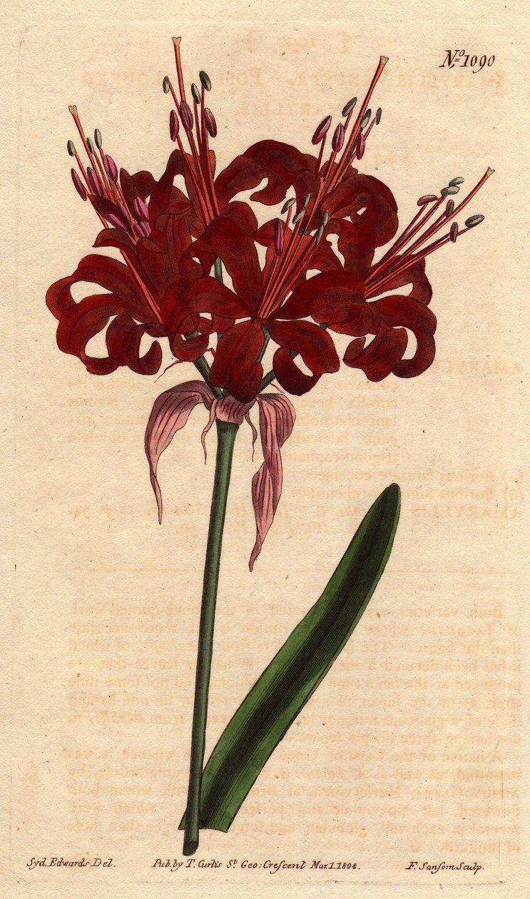 Amaryllis papaverkleur, met donker karmozijnrode bloemen, bloeiend vanaf een enkele voet. Oorspronkelijk uit Kaap de Goede Hoop (Zuid-Afrika). door Sydenham Teast Edwards
