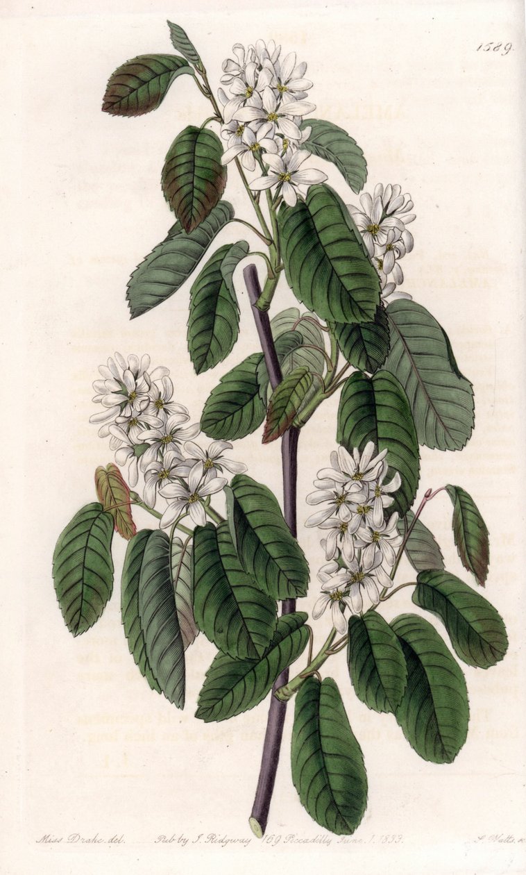 Amelanchier met elzenbladeren of gebloemde aronie - Plaat gegraveerd door S.Watts, naar een illustratie van Sarah Anne Drake (1803-1857), uit het Botanical Register van Sydenham Edwards (1768-1819), Engeland door Sydenham Teast Edwards