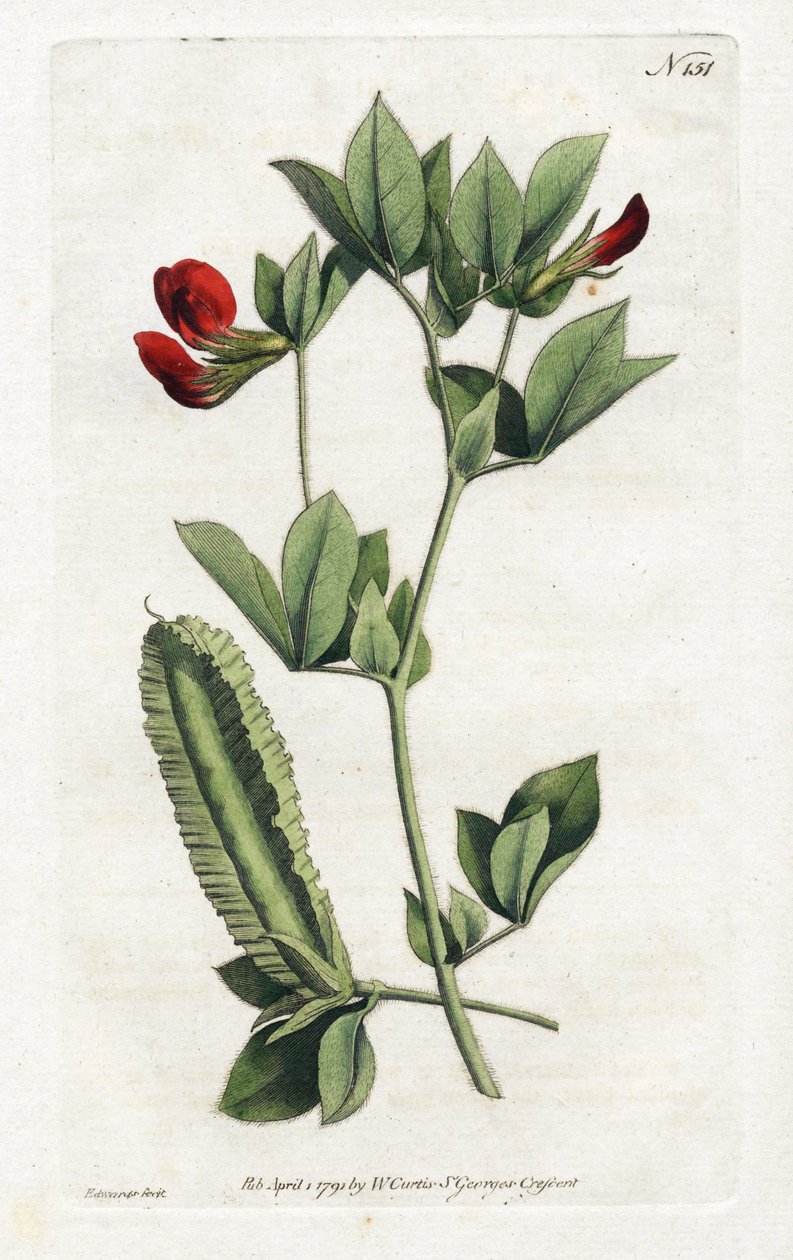 Asperge Erwten - Lithografie door Sydenham Edwards (1768-1819), Plaat uit William Curtis