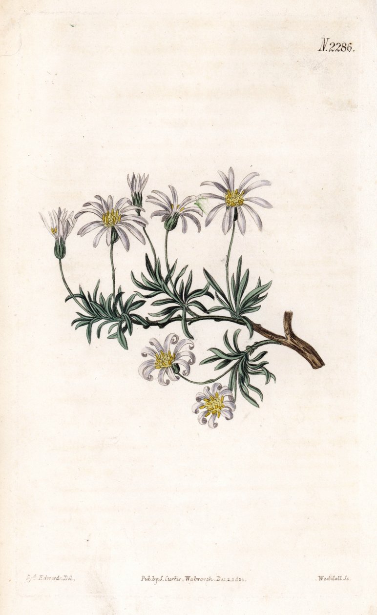 Aster acre - Struikaster, Felicia fruticosa (Struikster, Aster fruticulosus). Handgekleurde kopergravure door Weddell naar een illustratie door Sydenham Edwards uit Samuel Curtis