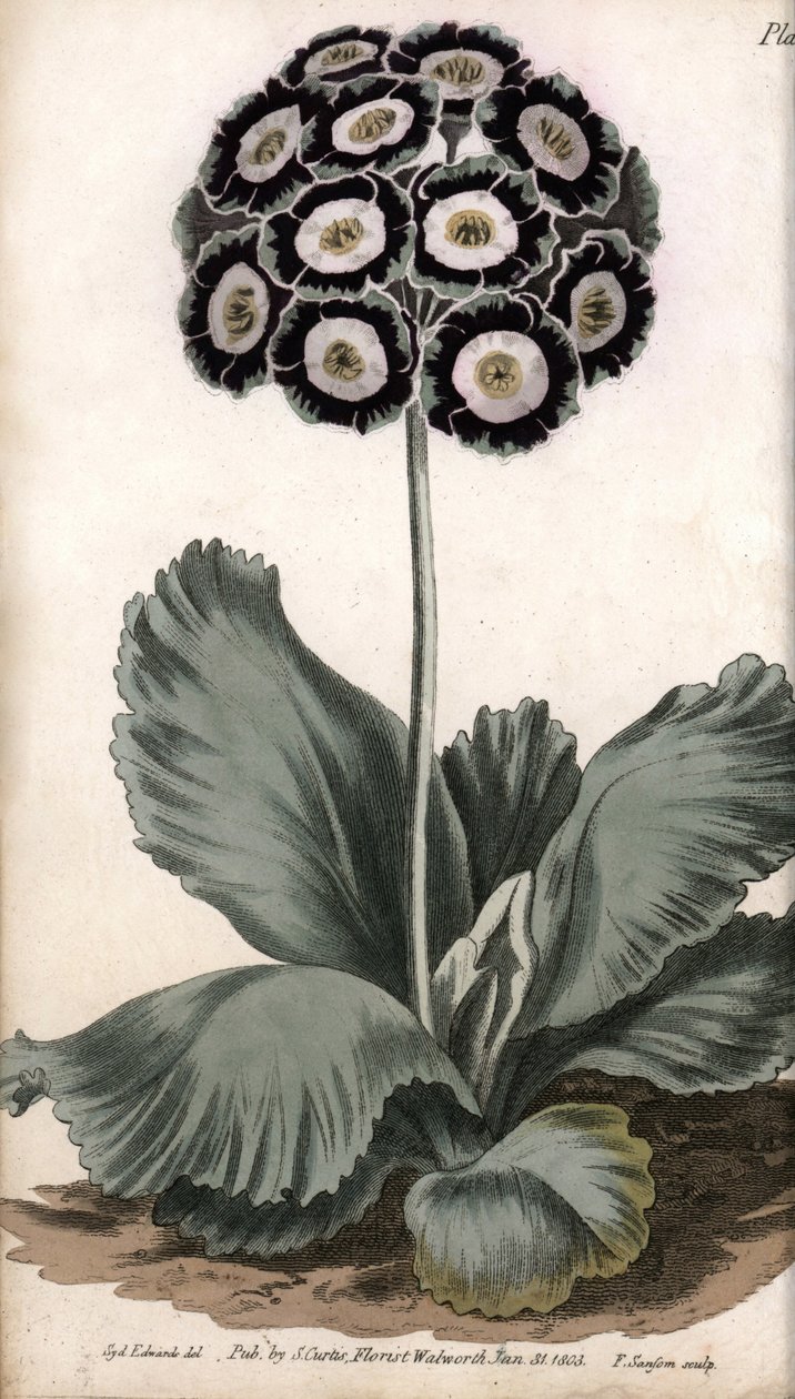 Aurikel of berenoor. Gekleurde kopergravure, illustratie door Sydenham Edwards voor Conferences of Botanical, Botanical Garden of Lambeth door Sydenham Teast Edwards