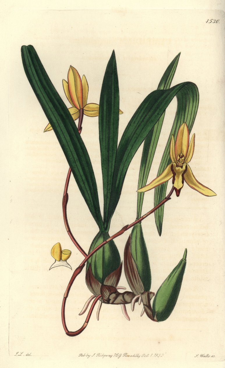 Australische epifytische orchidee variëteit - Brasiliorchis marginata orchidee (Roodgerande cymbidium orchidee, Cymbidium marginatum). Handgekleurde kopergravure door S. Watts naar een illustratie van John Lindley uit Sydenham Edwards