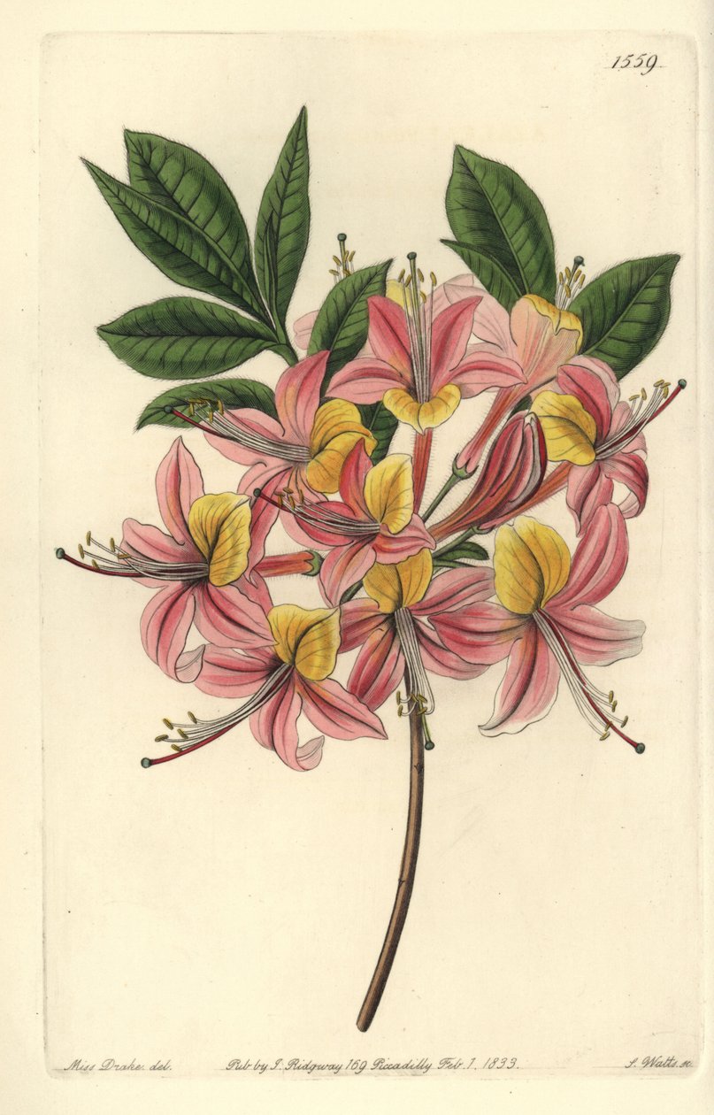 Pontische gele azalea - Gele azalea, Rhododendron luteum door Sydenham Teast Edwards
