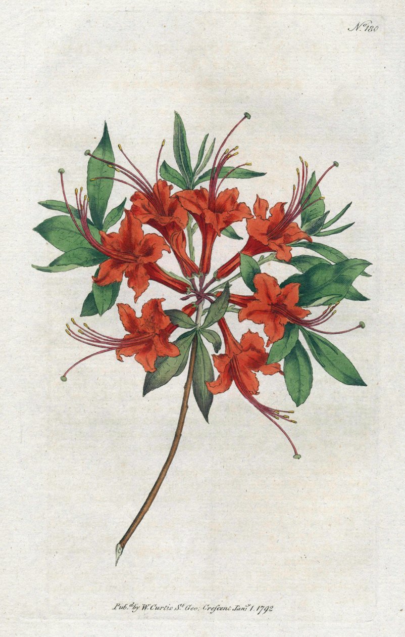 Azalea met kale bloemen (Rhododendron periclymenoides), uit het Botanical Magazine door Sydenham Teast Edwards