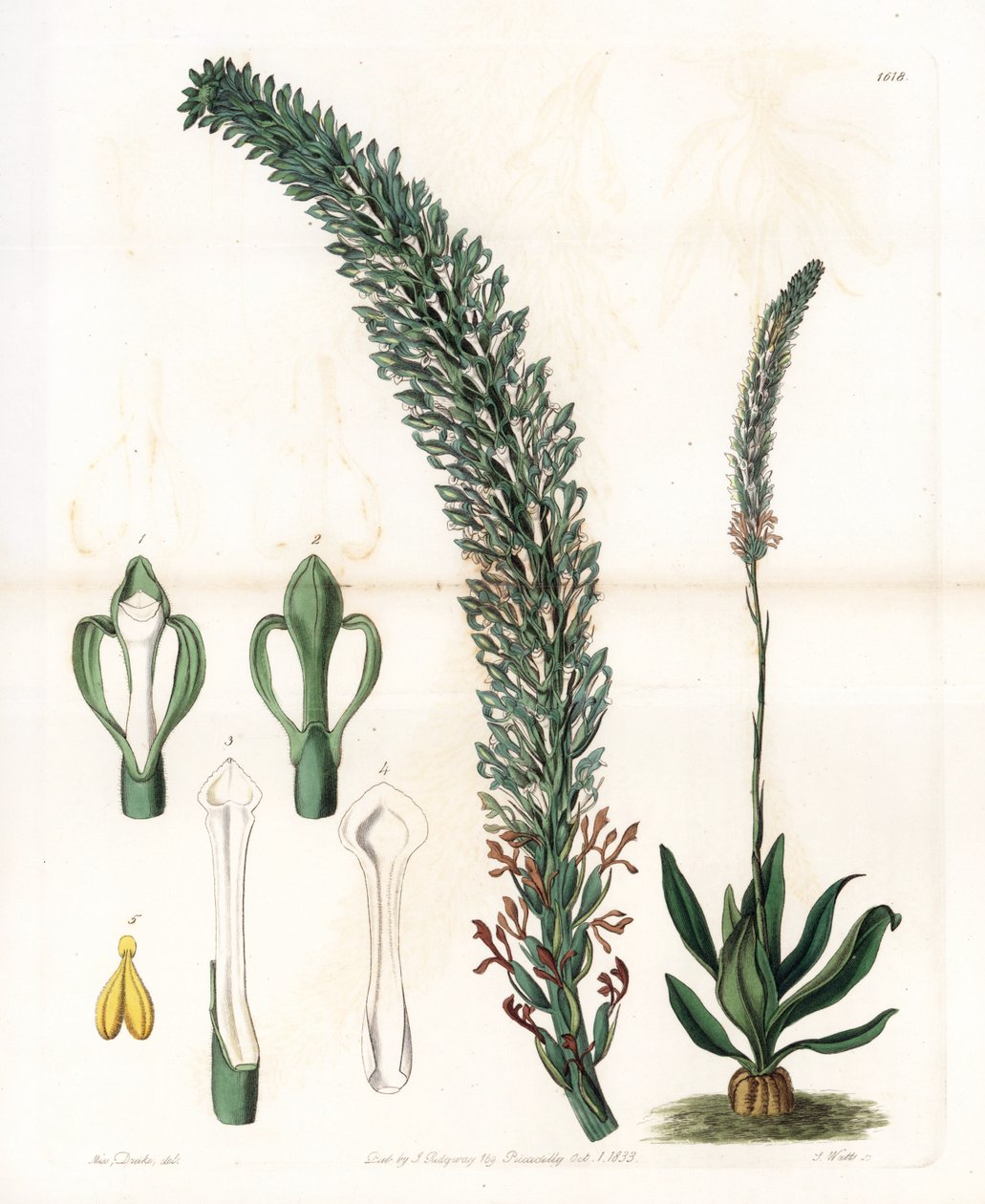 Belle sauroglossum door Sydenham Teast Edwards